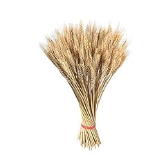 Spighe grano covoni usato  Spedito ovunque in Italia 