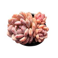 Echeveria orange monroe for sale  Delivered anywhere in USA 