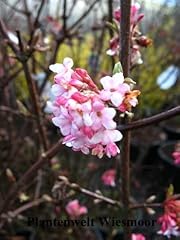Winterschneeball viburnum bodn gebraucht kaufen  Wird an jeden Ort in Deutschland