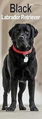 Black labrador retriever for sale  Delivered anywhere in UK