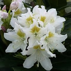 Rhododendron hardy hybrid for sale  Delivered anywhere in UK