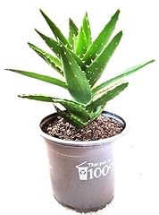 Delightful mini aloe for sale  Delivered anywhere in UK