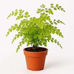 Generic maidenhair fern for sale  Delivered anywhere in USA 