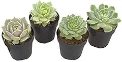 Altman plants echeveria for sale  Delivered anywhere in USA 