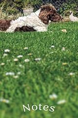 English springer spaniel for sale  Delivered anywhere in UK