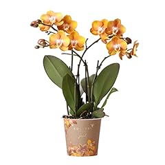 Kolibri orchidee arancione usato  Spedito ovunque in Italia 