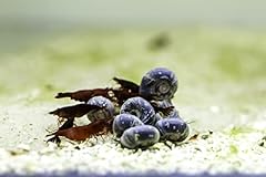 Blue ramshorn snails for sale  Delivered anywhere in Ireland