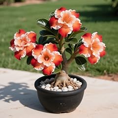 Desert rose adenium for sale  Delivered anywhere in UK