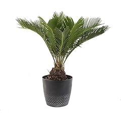 American plant live for sale  Delivered anywhere in USA 