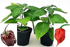Powers flowers peperoncino usato  Spedito ovunque in Italia 