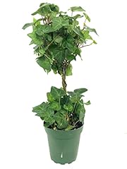 English ivy globe for sale  Delivered anywhere in USA 