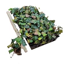 English ivy hardy for sale  Delivered anywhere in USA 