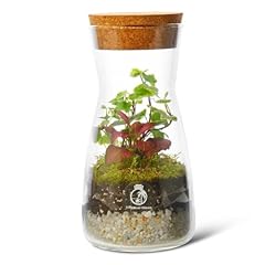 Complete bottle terrarium for sale  Delivered anywhere in UK