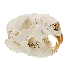 Beaver skull real for sale  Delivered anywhere in USA 