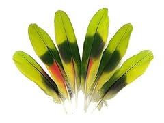 Parrot feathers lime for sale  Delivered anywhere in USA 