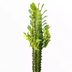 Euphorbia trigona african for sale  Delivered anywhere in USA 