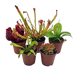 Bubbleblooms carnivorous plant for sale  Delivered anywhere in USA 
