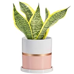 Ekirlin inch plant for sale  Delivered anywhere in USA 