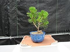 Mugo pine bonsai for sale  Delivered anywhere in USA 