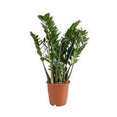 Bloomique zamioculcas zamiifol gebraucht kaufen  Wird an jeden Ort in Deutschland