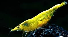 Neocardina shrimp live for sale  Delivered anywhere in USA 