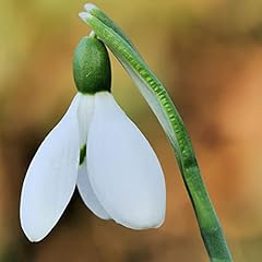 100 common snowdrop for sale  Delivered anywhere in UK