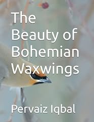 Beauty bohemian waxwings for sale  Delivered anywhere in UK