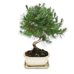 Bonsai pinus halepensis gebraucht kaufen  Wird an jeden Ort in Deutschland
