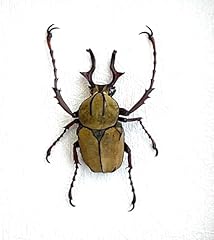 Real stag beetle for sale  Delivered anywhere in USA 