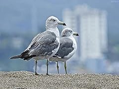 Qazwsx seagull birds for sale  Delivered anywhere in USA 