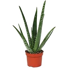 Aloe vera live for sale  Delivered anywhere in Ireland