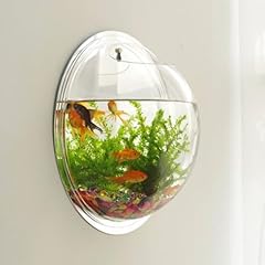 Piccolo acquario pollici usato  Spedito ovunque in Italia 