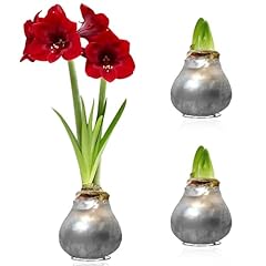 Amaryllis wachs silber gebraucht kaufen  Wird an jeden Ort in Deutschland