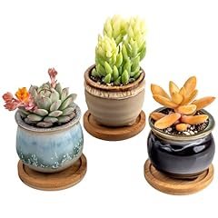Decorative succulent pack for sale  Delivered anywhere in USA 