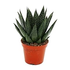 Exotenherz succulente gasteria d'occasion  Livré partout en France