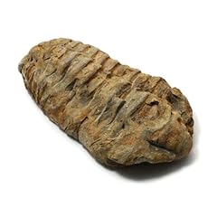 Calymene trilobite fossil d'occasion  Livré partout en France