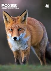 Foxes 2026 calendar for sale  Delivered anywhere in UK