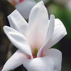 Magnolia giapponese magnolia usato  Spedito ovunque in Italia 