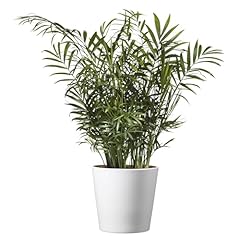 American plant parlor for sale  Delivered anywhere in USA 