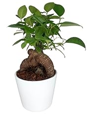 Giardini giulia bonsai usato  Spedito ovunque in Italia 