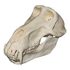 Chacma baboon skull for sale  Delivered anywhere in USA 