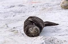 Southern elephant seal for sale  Delivered anywhere in USA 
