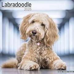 Labradoodle 2025 square for sale  Delivered anywhere in UK