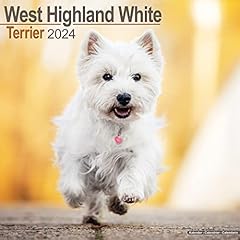 West highland white gebraucht kaufen  Wird an jeden Ort in Deutschland