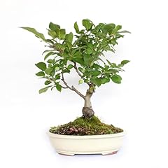 Kentis bonsai melo usato  Spedito ovunque in Italia 