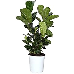 Vivai Lavermicocca Ficus Lyrata vaso ø 21, pianta vera, pianta xl, pianta grande, foglia larga usato  Spedito ovunque in Italia 