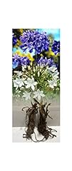 Mixed agapanthus africanus for sale  Delivered anywhere in UK