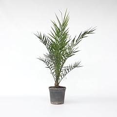Plant box phoenix d'occasion  Livré partout en France