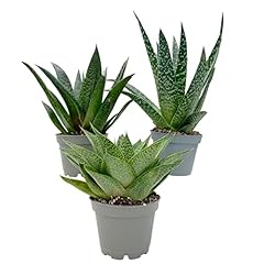 Aloe vera mix for sale  Delivered anywhere in UK