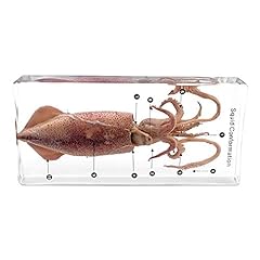 Marine animals squid for sale  Delivered anywhere in UK